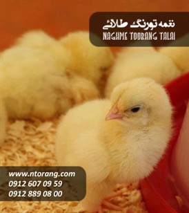 جوجه گوشتی راس واروک